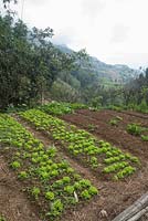Sapa Vietnam Gardens growing brassica's in the mountains of Vietnam
