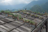 Rooftop flower pots built into the structure of a roof. Cat cat Sa Pa Vietnam Feature. 