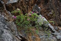 Bougainvillea bush growing on the slopes of parched roadside cuttings.  Cat Ba Vietnam 