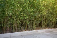 Tall Bamboo planted in patio border to block view to neighbours house