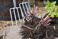 A clump of Paeonia split apart using garden forks