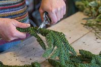 Cutting off the required amount of Pinus nobilis foliage
