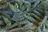 Pinus nobilis foliage