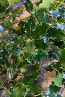Ilex aquifolium foliage