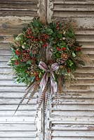 A traditional christmas wreath made with Eucalyptus gunnii, Rosa 'Bonica' rose hips, Variegated Ivy, Ilex aquifolium, Cotoneaster lacteus, Pinus nobilis, Godetia and Miscanthus sinensis seed heads