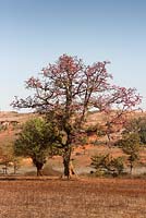 Bombax ceiba - Red Silk Cotton Tree