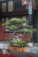 Bonsai tree in pot in Chinese courtyard garden - Zhu Family Garden, Jianshui Ancient Town, China