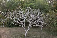 Plumeria - Frangipani tree 