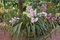 A group of pink flowering orchid plants in pots displayed together - National Kandawgyi Botanical Gardens, Pyin U Lwin, Myanmar