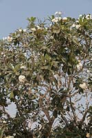 Plumeria alba tree - Frangipani