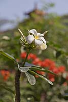 Plumeria alba - Frangipani