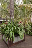 Hymenocallis littoralis growing in large contemporary wood and glass outdoor planter on decking - Beach Spider Lily - Myanmar