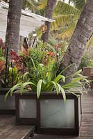 Hymenocallis littoralis, acalypha wilkesiana and Cordyline fruticosa growing in large contemporary wood and glass outdoor planter on decking with fabric awnings - Beach Spider Lily - Myanmar