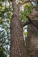 Cinnamomum camphora - Camphor Tree