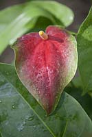Anthurium andreanum with water droplets