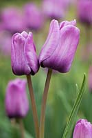 Tulipa 'Blue Aimable' - May