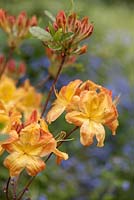 Rhododendron 'Arneson Gem' - May