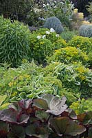 Mixed border with euphorbias, leucanthemums, hostas and ligularias - June, Pensthorpe Natural Park, Fakenham, Norfolk