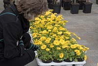 Lady selecting plants from market, Doronicum sp