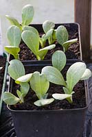 Aubergine seedlings in pots in heated greenhouse, Aubergine 'Black Beauty'