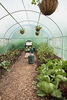 Interior of polytunnel, Pak Choi, lettuce, tomatoes
