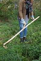 Lady using Turk handled scythe to cut mixed weed growth in orchard area, grass, cow parsley, stinging nettles, dead nettles
