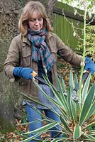 Woman cutting out Yucca gloriosa flowering stem with loppers