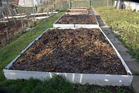 Vegetable plot in winter, raised beds boxed in with wooden planks. Farmyard manure spread over soil