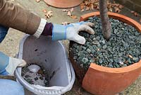 Repotting a Bay Tree - removing stone topping from old pot