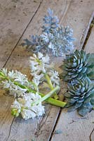 Hyacinthus orientalis 'Carnegie', Echeveria and Senecio cineraria 'Silver Dust' on wooden table