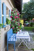 Blue painted wood bench and table next to sandstone wall with window shutters, pelargonium and climbing roses, Rosa 'Red Eden', Pelargonium Zonale-Hybride