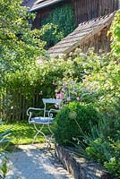 Detail of a romantic garden with white chair, gravel path, wooden picket fence, a box sphere and roses, Rosa 'Bonica 82', Buxus