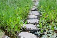 Stepping stones across pond with Nymphaea and Pontederia cordata.