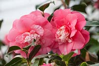Camellia Japonica Elegans growing in the conservatory, glasshouse, Chiswick House, London. February.

