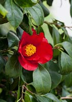 Camellia japonica 'Aitonia' 