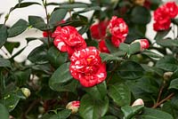 Camellia Japonica 'Parksii' growing in the conservatory, glasshouse, Chiswick House, London. February.