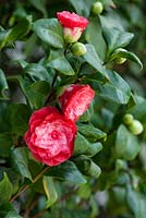 Camellia japonica 'Nitida'