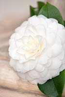 Camellia japonica alba plena