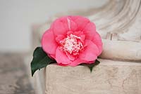 Camellia japonica 'Elegans'