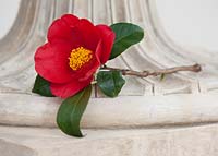 Camellia japonica 'Aitonia'