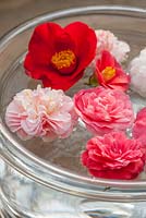 Camellias floating in a bowl of water in the conservatory