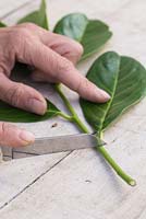 Use a sharp knife to remove the end of the stem below the bottom leaf node