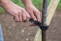 Attaching the wooden post to the Sorbus with a heavy duty tree tie