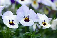 Viola cornuta Sorbet 'Ocean Breeze', May