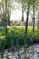 A view across the Lower pond through the woodland garden with Aponogeton distachyos - water Hawthorn to fields beyond.