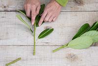 Remove all leaves from the cutting apart from the ones at the end