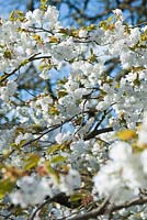 Prunus serrulata - Japanese flowering cherry. April, Spring.