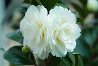 Camellia japonica 'Dahlonega' - syn. 'Golden Anniversary': April, Spring.  Back to back blooms 