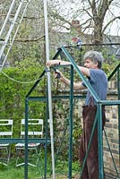 Man clamping vertical leg of Japanese tripod ladder to framework, using a G clamp, to  provide support and rigidity whilst reconstructing greenhouse. April, Spring.
