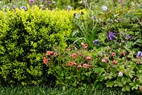 Geum 'Bell Bank' and Buxus sempervirens - The UCARE Garden - RHS Malvern Spring Show 2016. Designer: Emily Sharpe, Contractor: At One With Earth, Sponsor: Lanson Champagne International